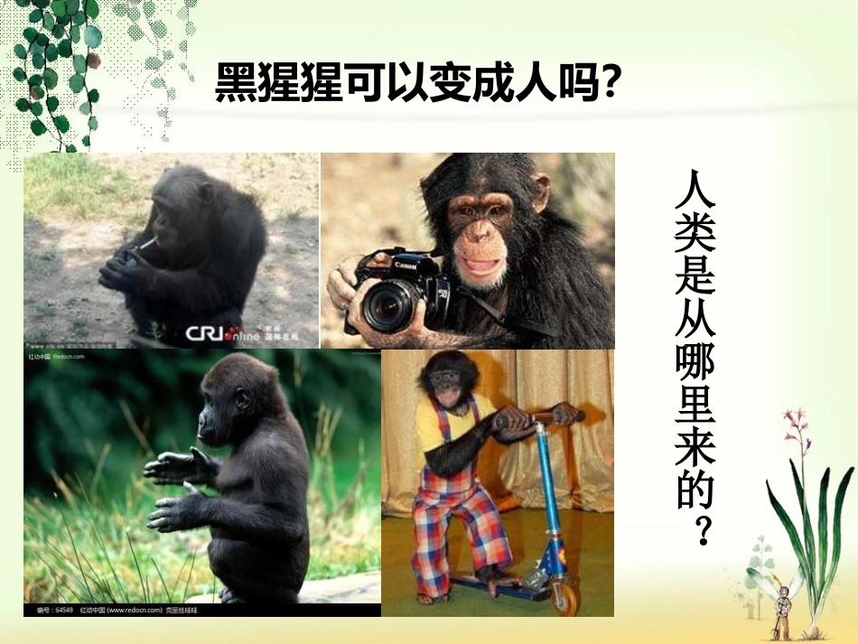 人类的起源和发展_第2页