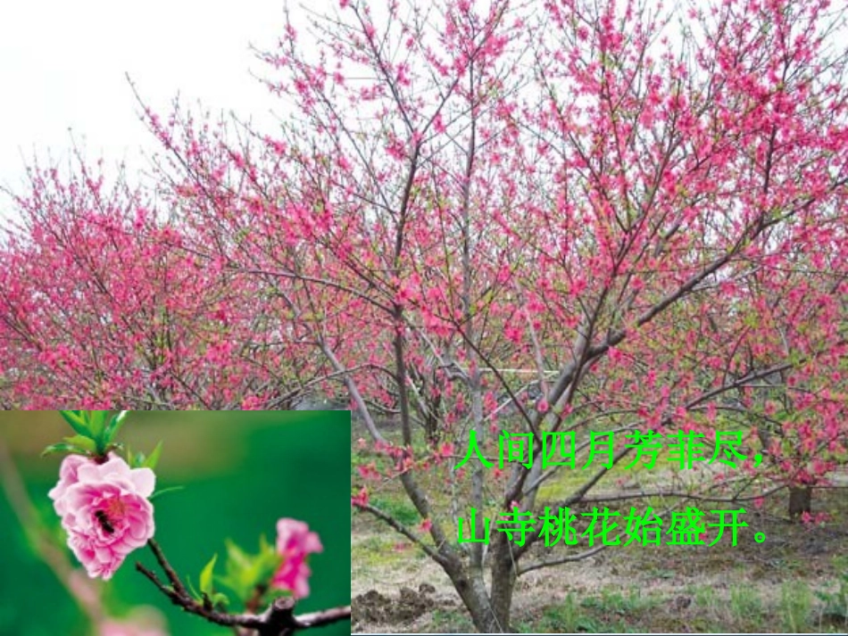 第一课时开花和结果_第3页