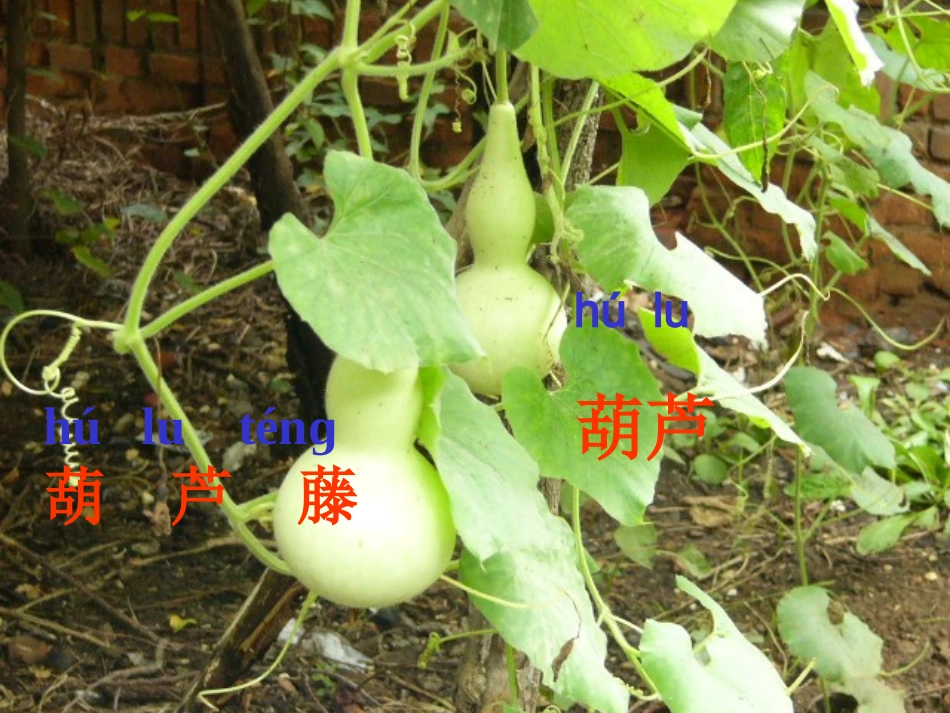 公开课我要的是葫芦_第2页