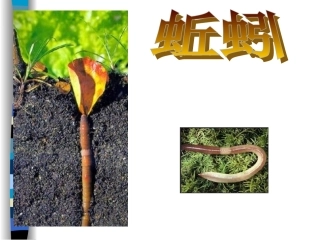 三年级科学上册《蚯蚓》PPT课件沙汗娜·衣西坚