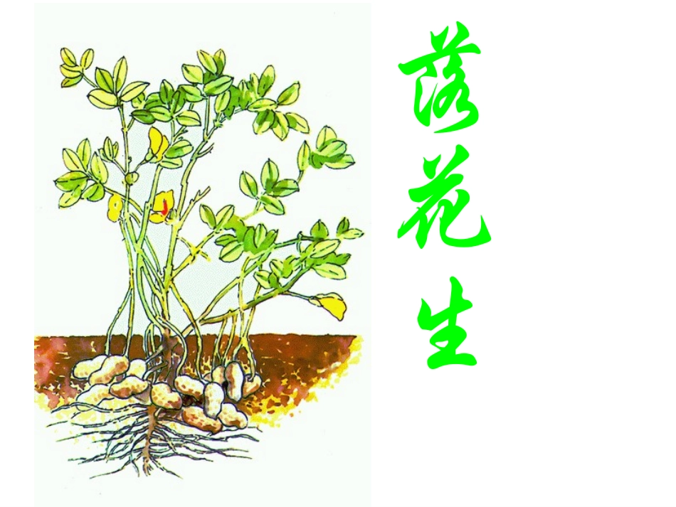 《落花生》演示文稿_第1页