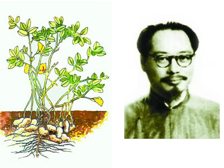 《落花生》演示文稿_第2页