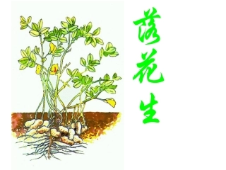 《落花生》演示文稿