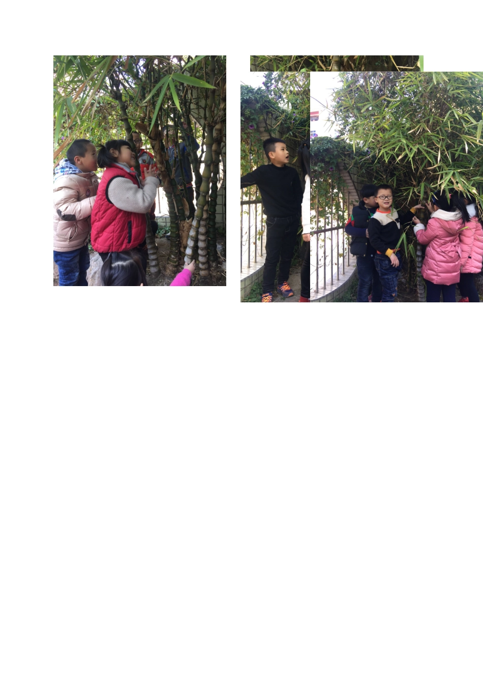 2025年主题活动各种各样的竹子_第3页