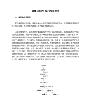 2025年离体花粉小孢子发育途径