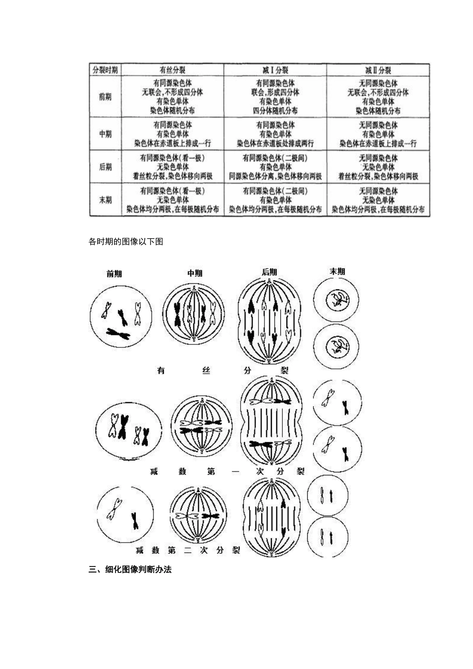 2025年有丝分裂和减数分裂图像识别题型的分析归类_第2页