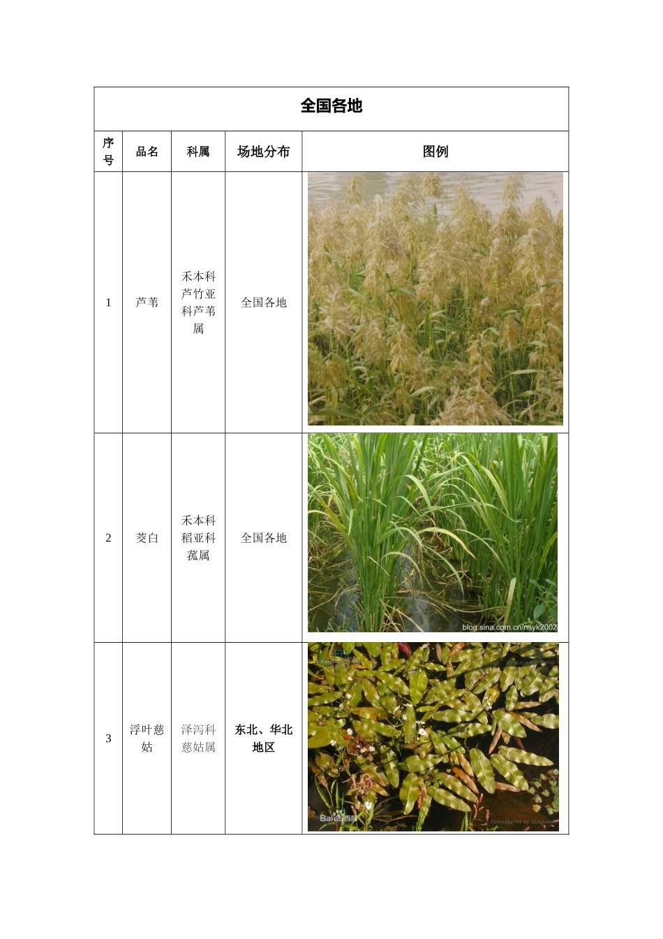 2025年挺水植物分类和适用范围_第1页