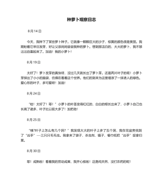 2025年种萝卜观察日记