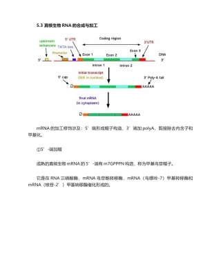 2025年真核生物mRNA加帽