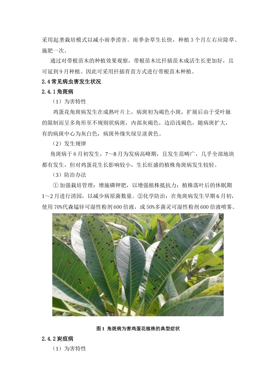 2025年柬埔寨鸡蛋花生长和病虫害观察报告_第3页