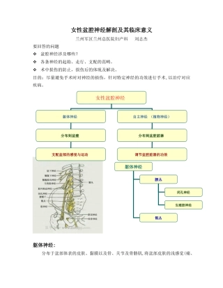2025年女性盆腔神经解剖和其临床意义