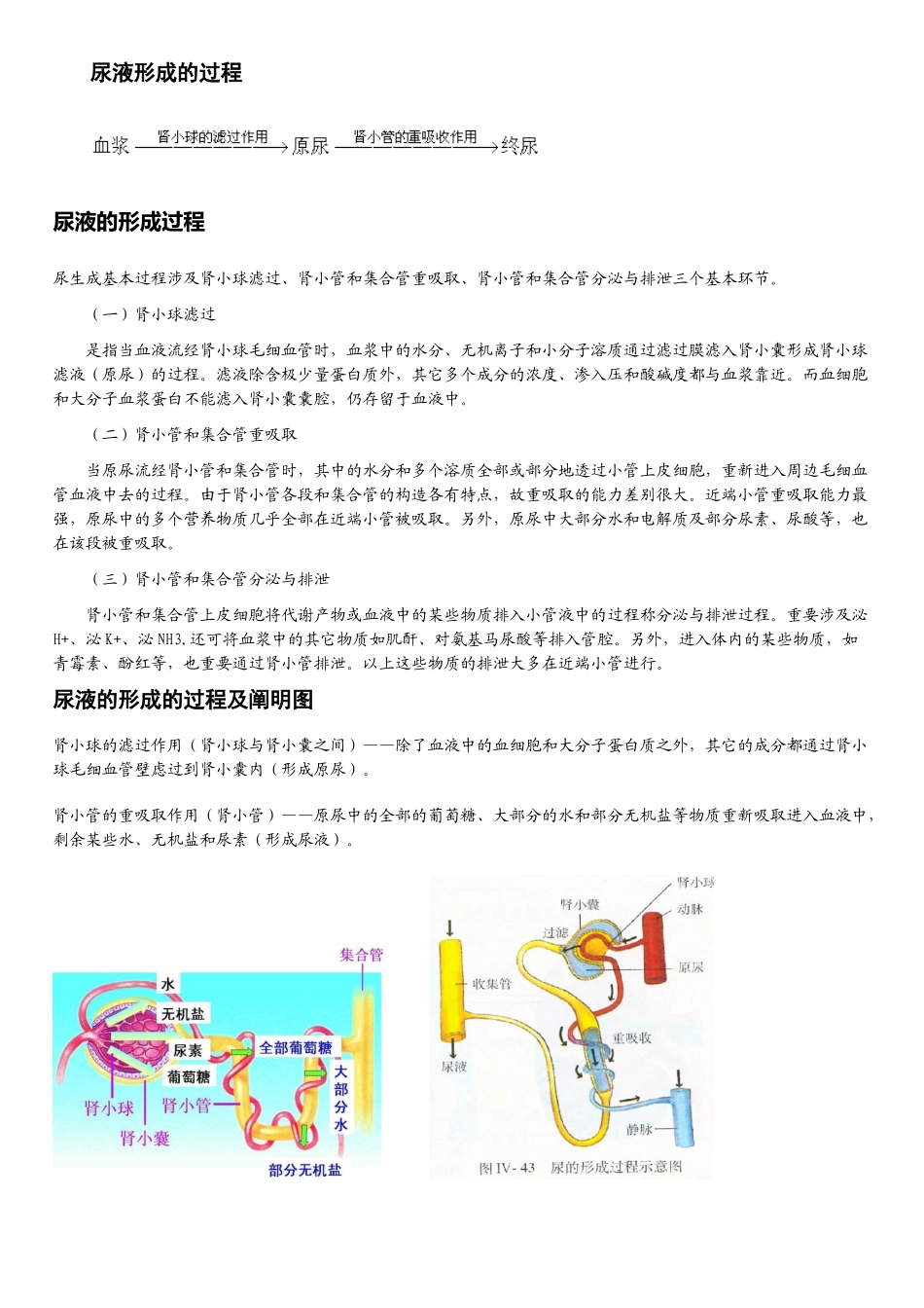 2025年尿液形成的过程_第1页
