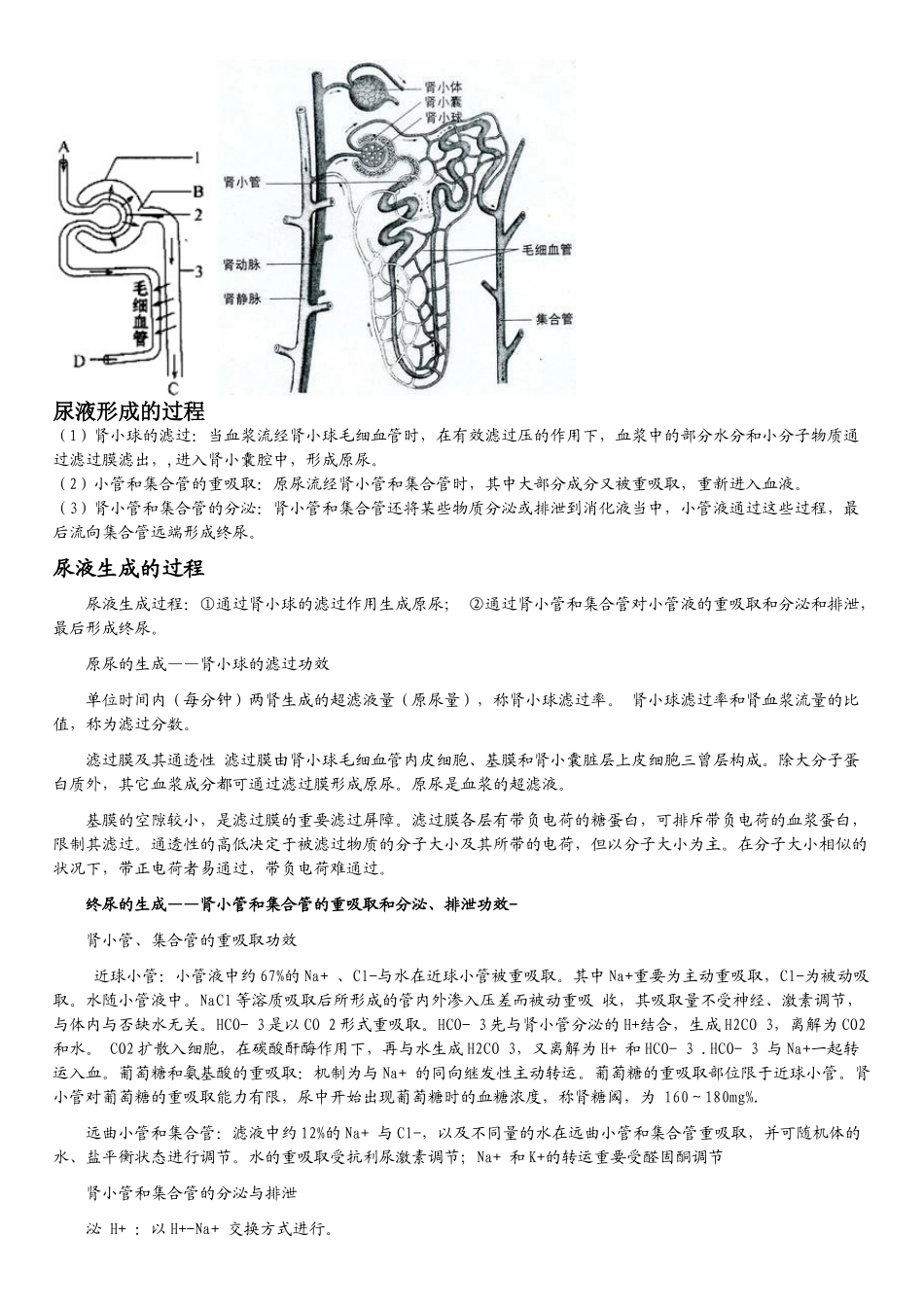 2025年尿液形成的过程_第2页