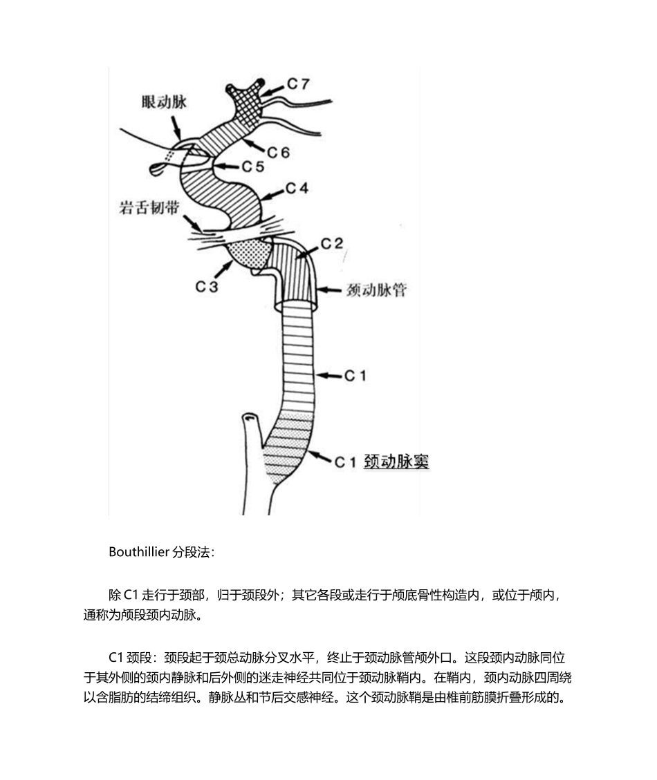 2025年颈内动脉分段解剖_第2页