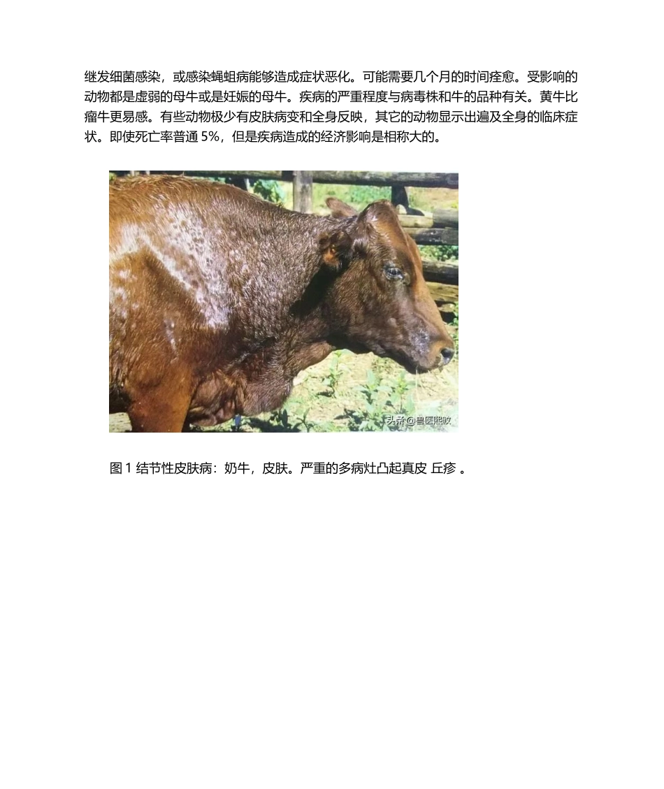 2025年牛结节性皮肤病的诊疗和防控_第2页