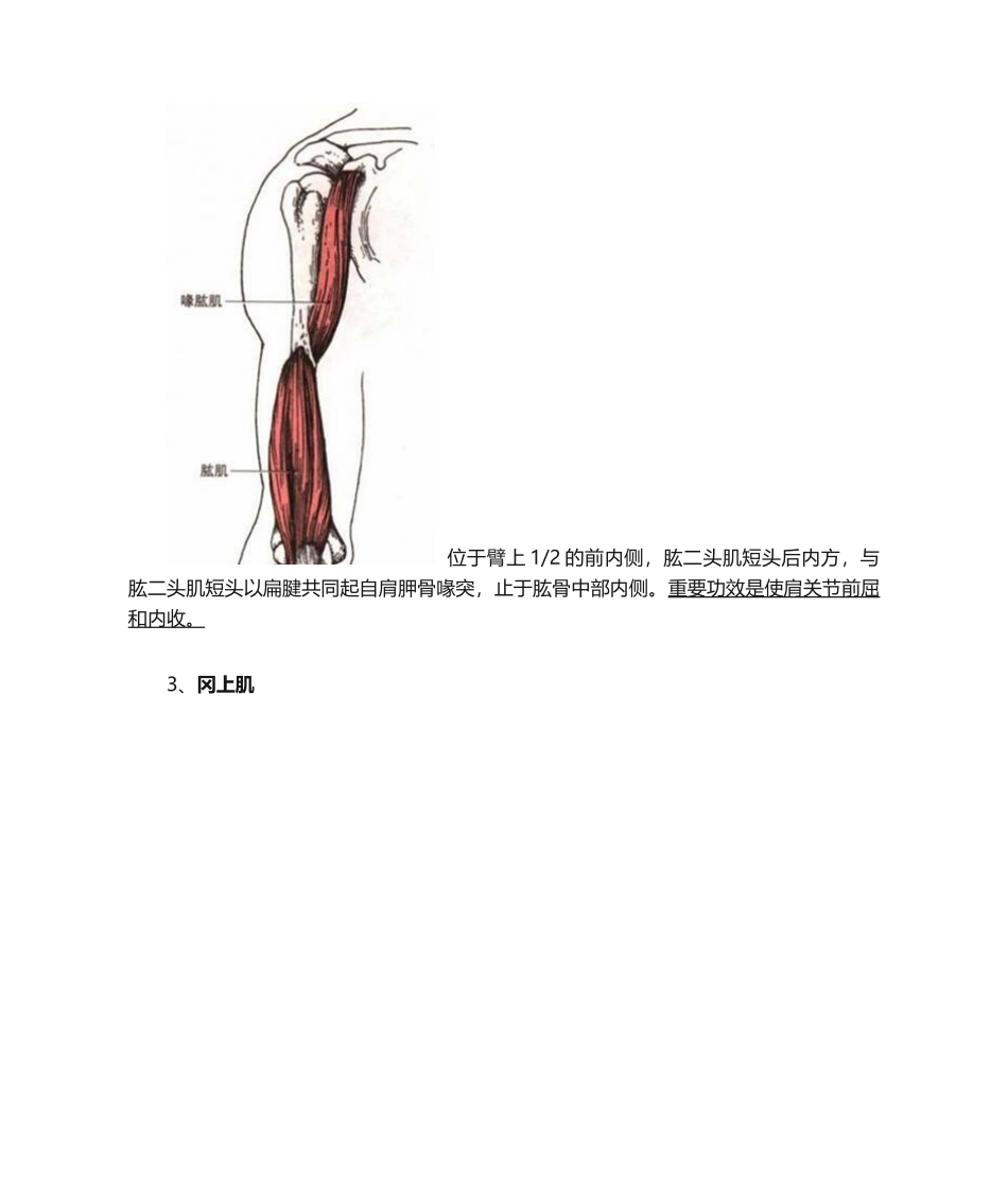 2025年肩关节的运动和肌肉_第3页