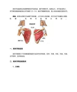 2025年肩关节的运动和肌肉
