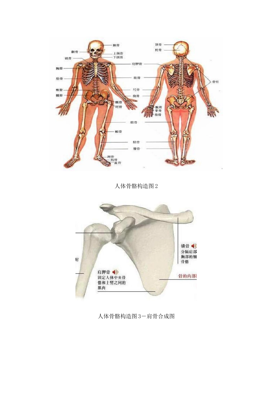 2025年人体骨骼结构图_第2页