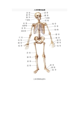 2025年人体骨骼结构图