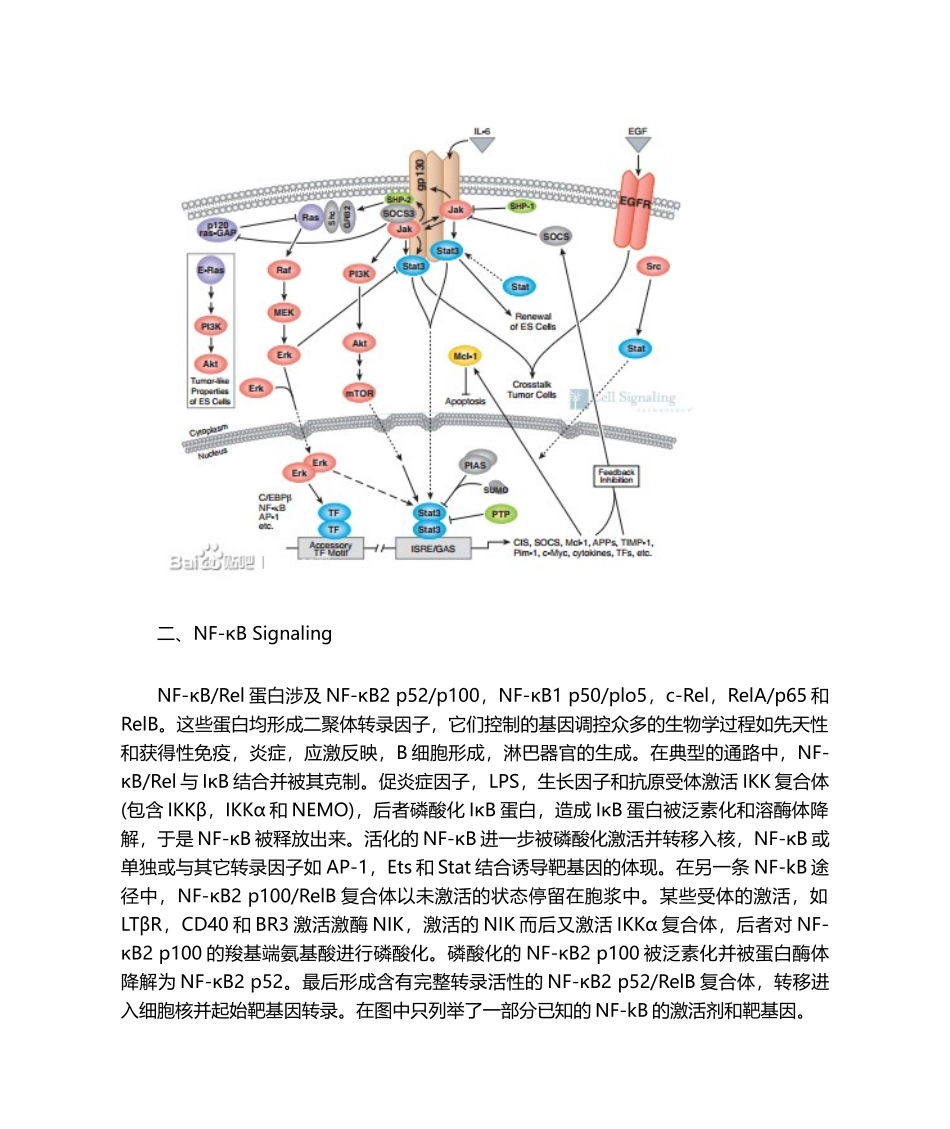 2025年免疫和炎症相关信号通路_第2页
