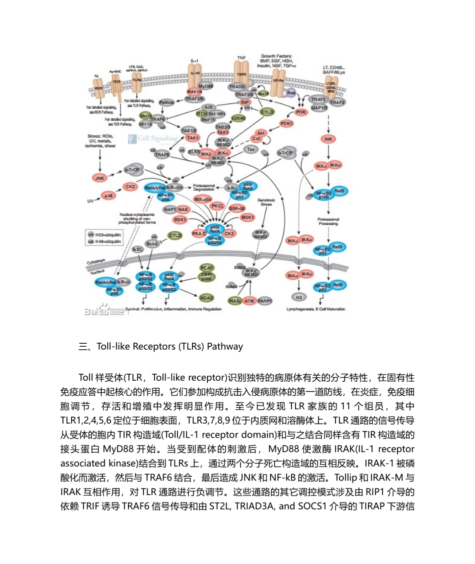 2025年免疫和炎症相关信号通路_第3页