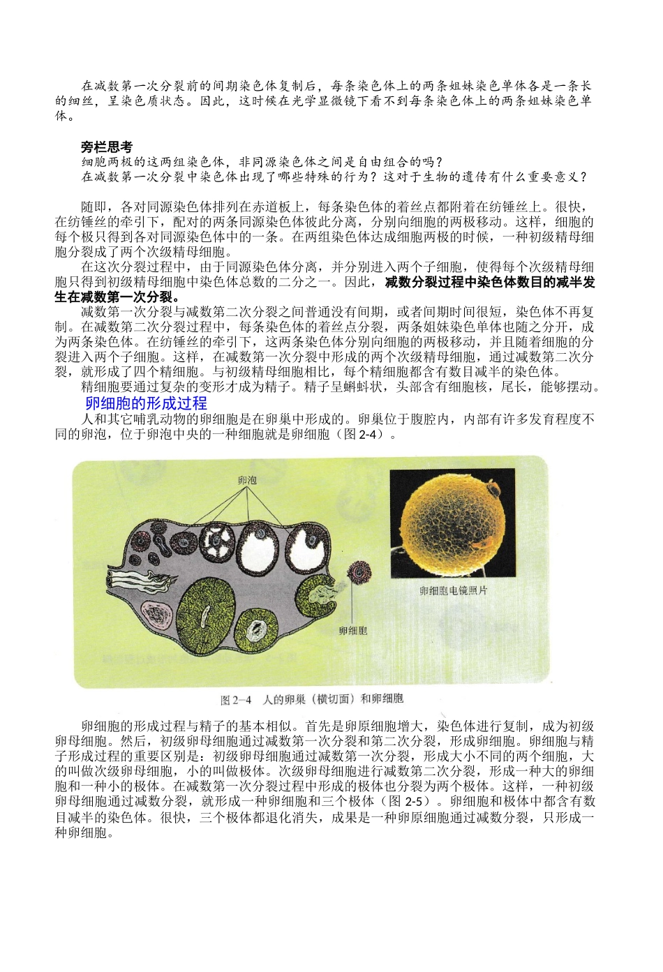 2025年减数分裂和受精作用_第3页