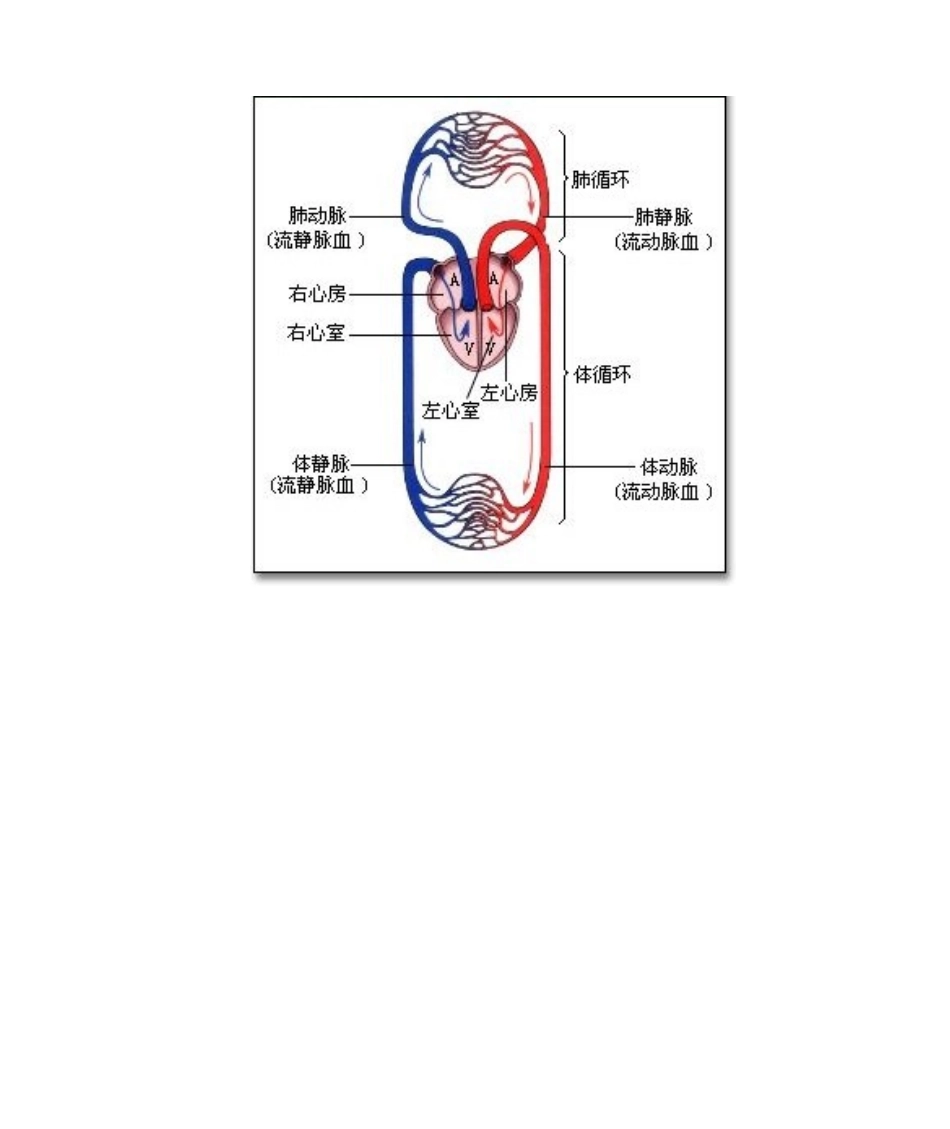 2025年心脏工作原理_第2页