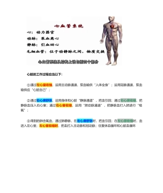 2025年心脏工作原理