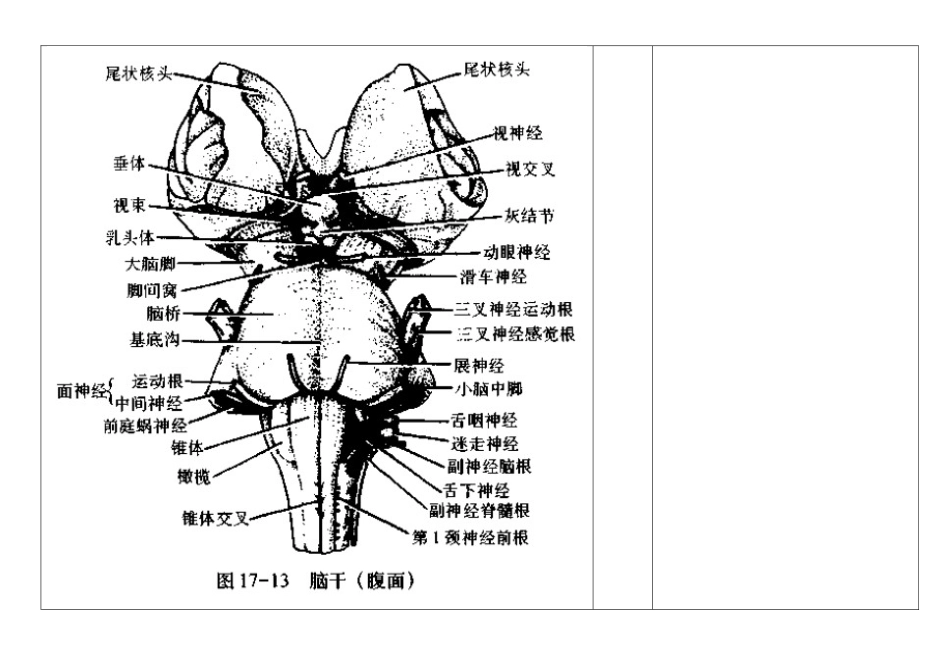 2025年神经解剖总结_第3页
