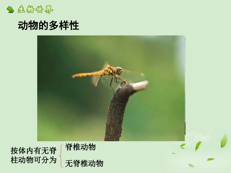 江西省萍乡四中八年级生物上册 第五单元水中生活的动物课件_第3页