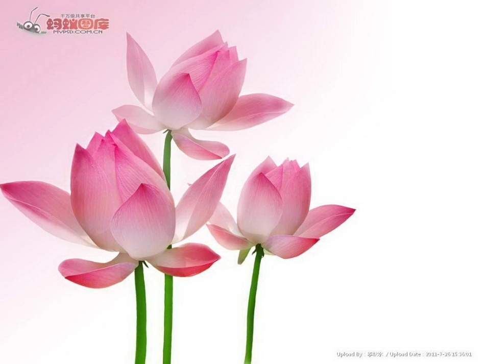 福建省永安市八年级语文上册 22(爱莲说)课件 新人教版 课件_第3页