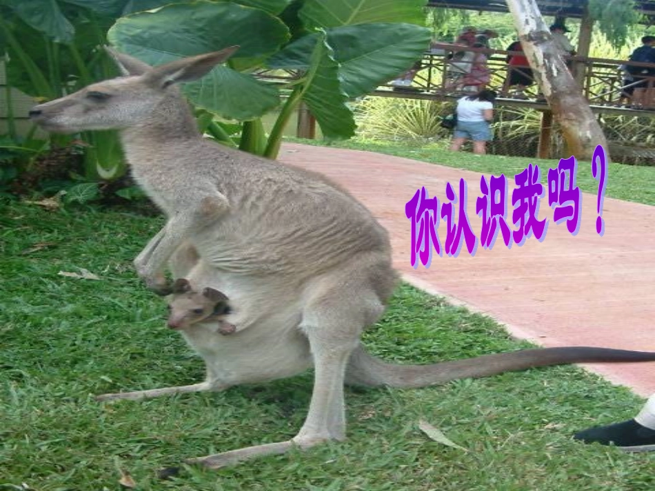 澳大利亚3 七年级地理下册第三章第七节澳大利亚课件湘教版_第1页