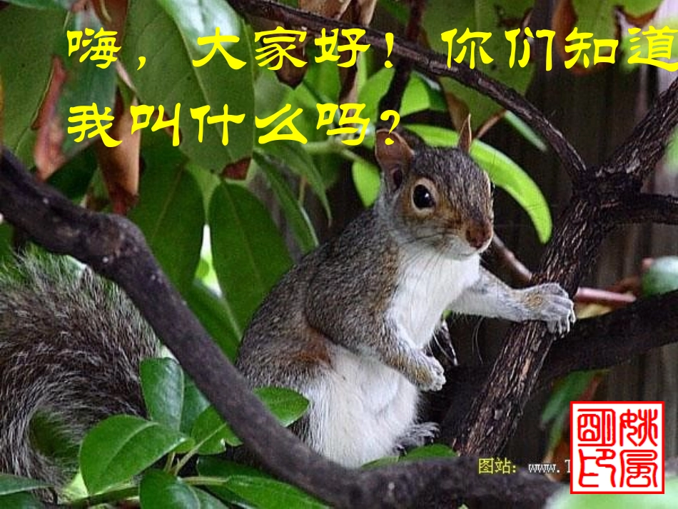 江苏省地区七年级语文下册 松鼠课件 人教新课标版 课件_第1页