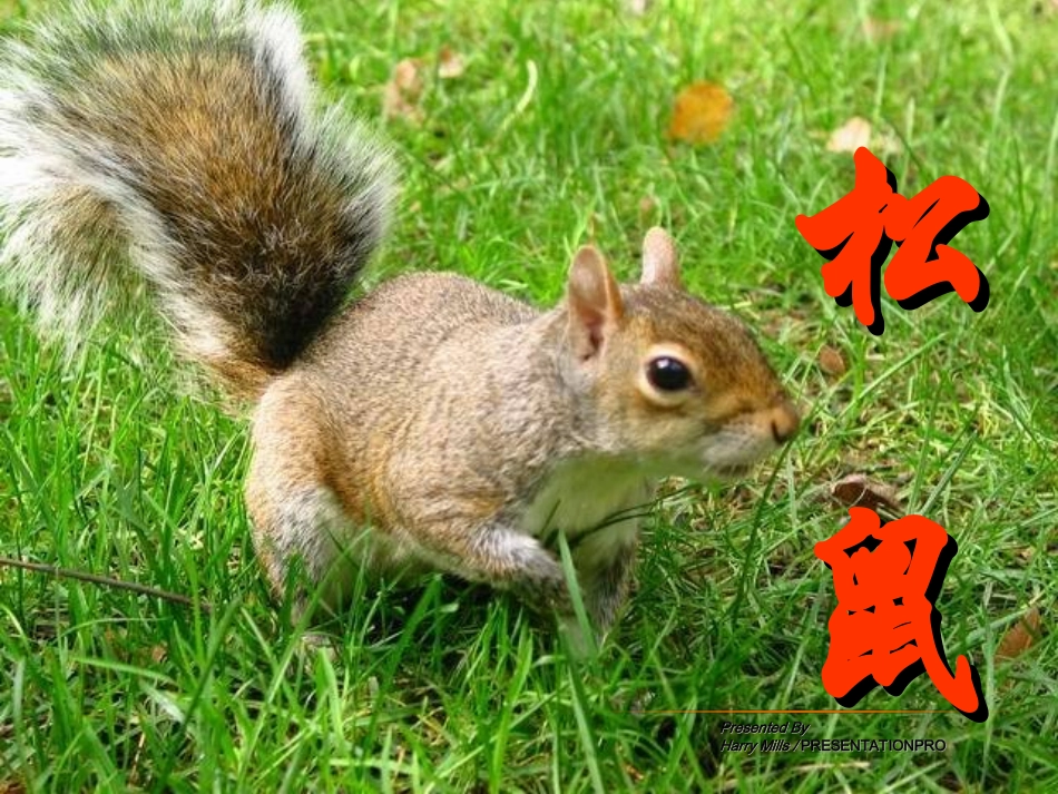 江苏省地区七年级语文下册 松鼠课件 人教新课标版 课件_第3页