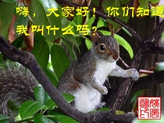江苏省地区七年级语文下册 松鼠课件 人教新课标版 课件