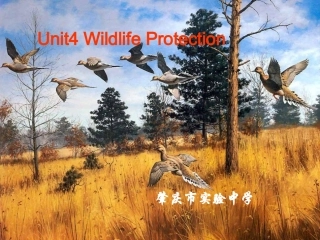 肇庆地区高一英语Unit4 Wildlife Protection一新课标 必修2 课件