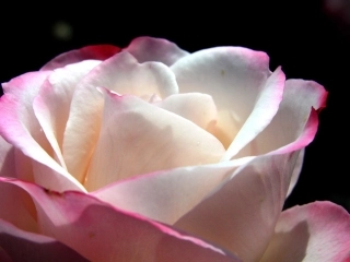 高一数学函数的奇偶性(优质课比赛)课件人教A版必修一 课件