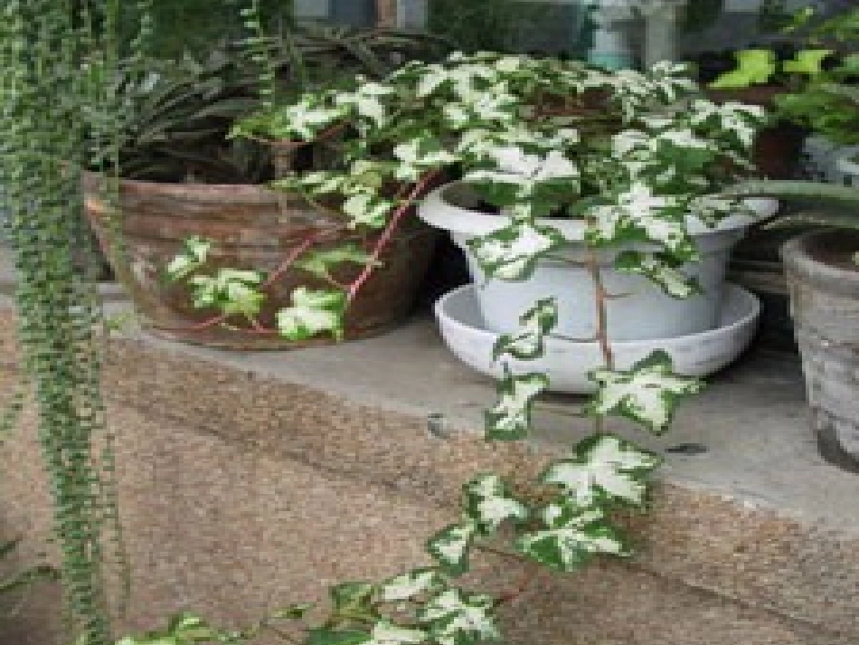 高一语文精品 (中国现代散文选读)(囚绿记)课件_第3页