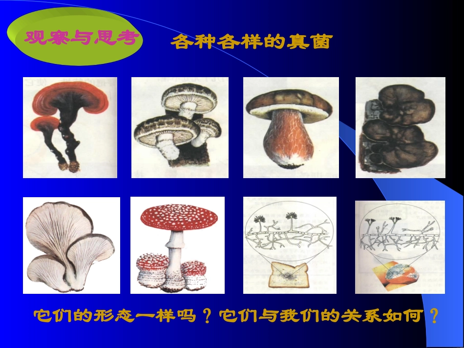 真菌八年级生物第五单元第四章第三节课件示例 课件_第2页