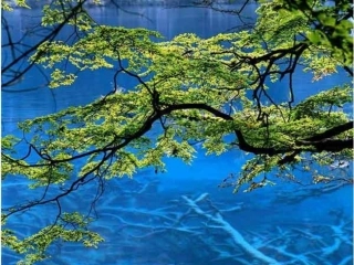 溶液的形成 江西省九年级化学下册 溶液的形成 课件人教版