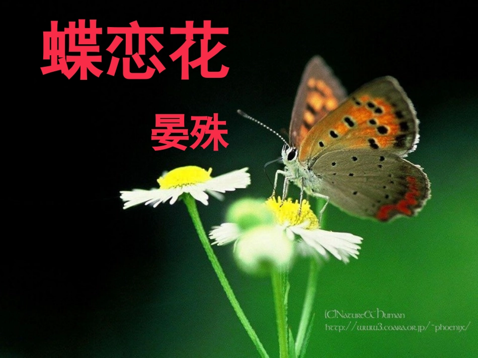 语文蝶恋花槛菊愁烟兰泣露课件苏教版必修4 课件_第2页