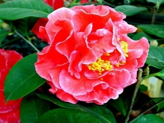 高一语文上册(花未眠)课件 人教版第一册 课件