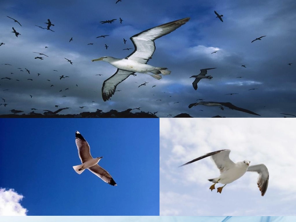 高一语文(信天翁)课件_第3页