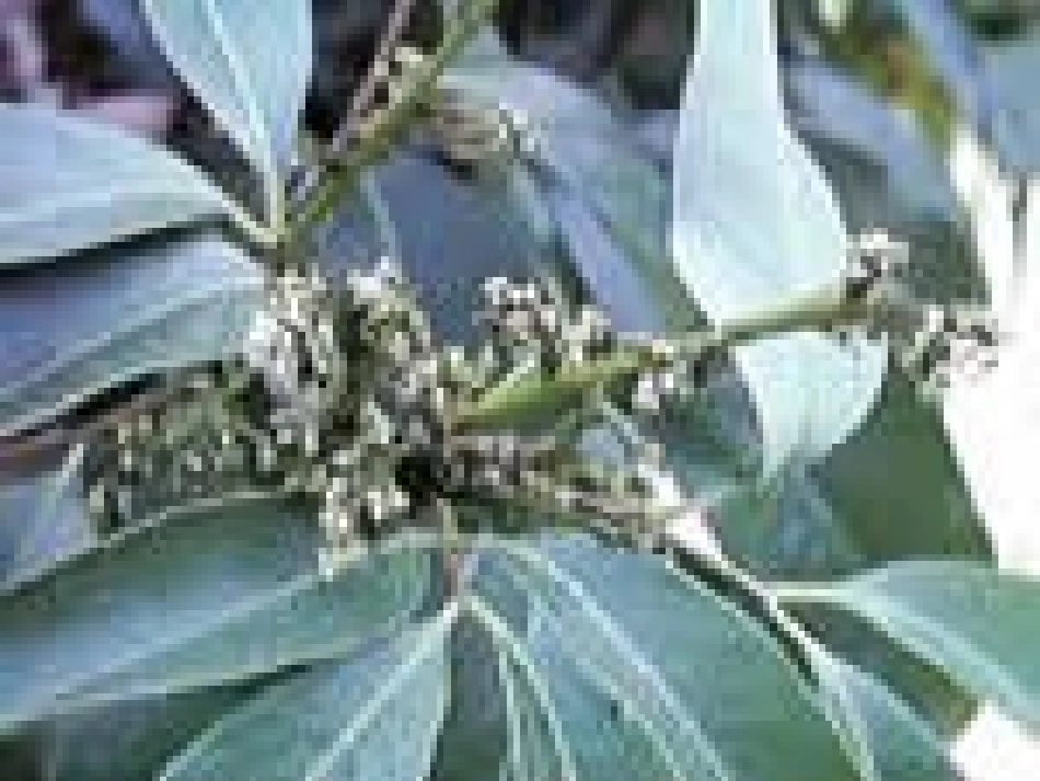 高一语文下学期(南州六月荔枝丹)课件 人教版第二册 课件_第3页