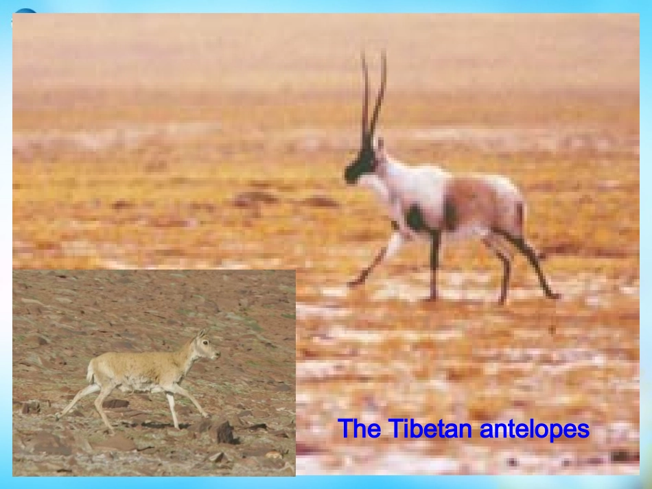 高中英语 Reading复习课件2 外研版必修5 课件_第3页