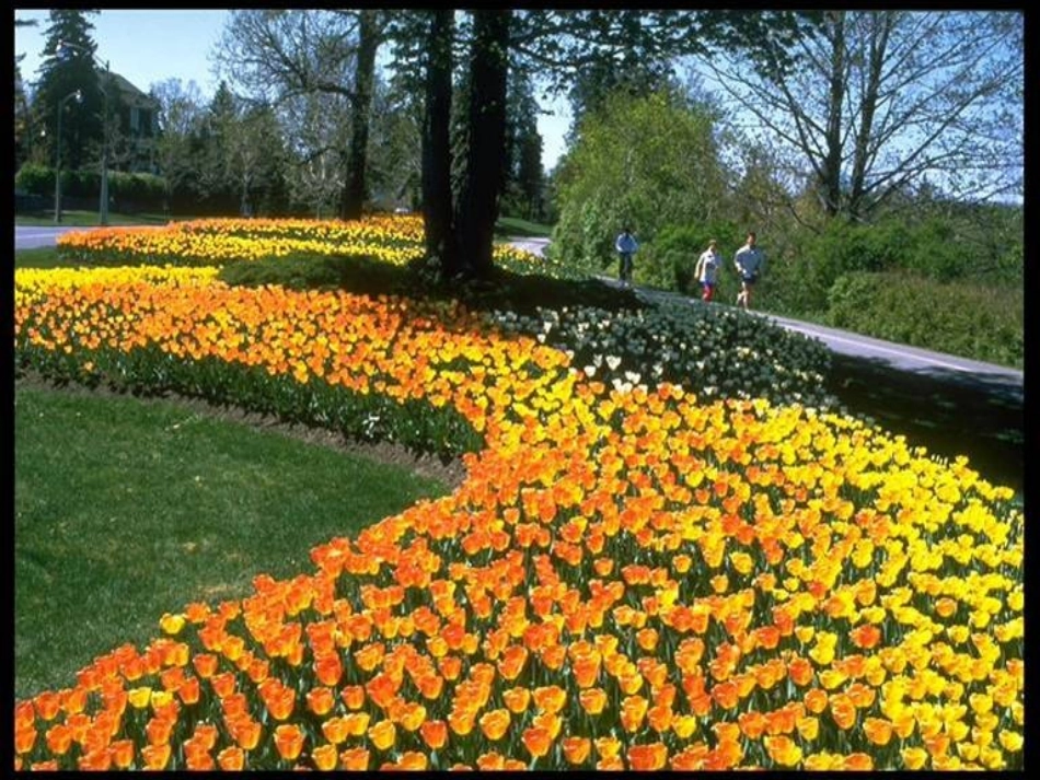 高中英语 Book 7 Unit 2 Global Warming课件 冀教版选修7 课件_第3页