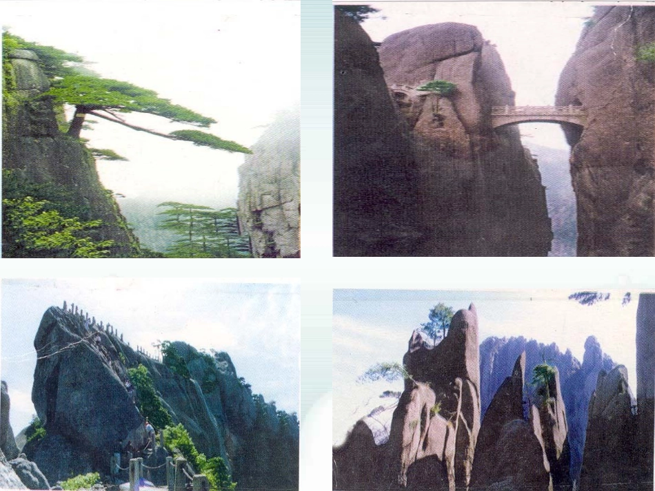 石缝间的生命九年级语文课件 语文版 课件_第2页