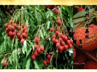 语文 1.2.1(南州六月荔枝丹)同步备课课件 苏教版必修5 课件