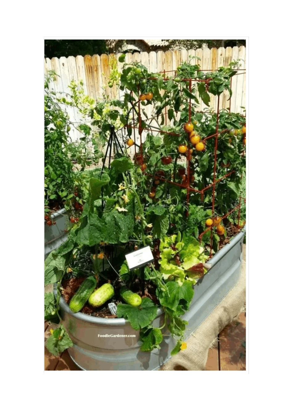 做一个终极吃货再也不用去菜场啦讲解_第3页