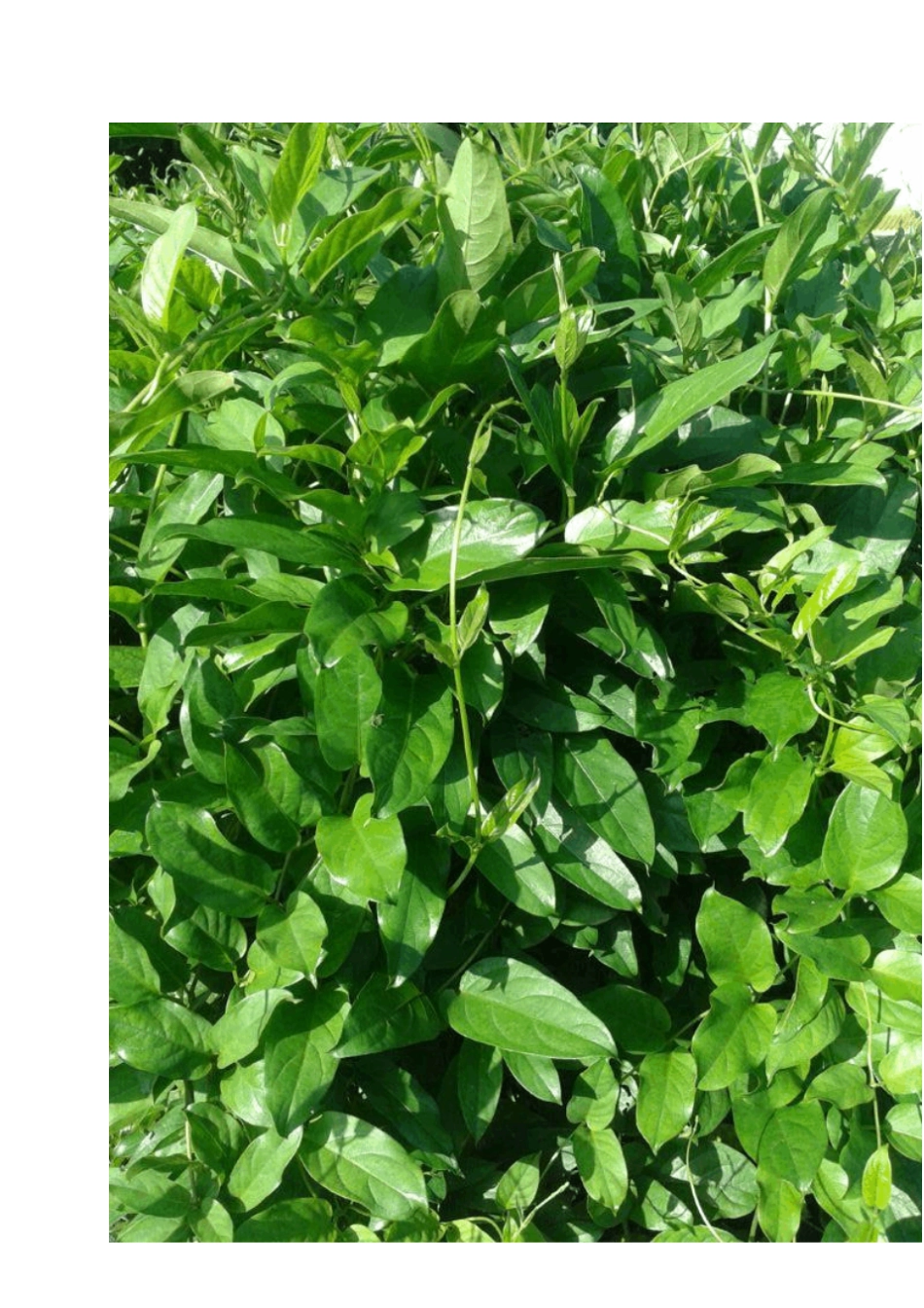 健康与养生：鸡屎藤的妙用汇总_第2页